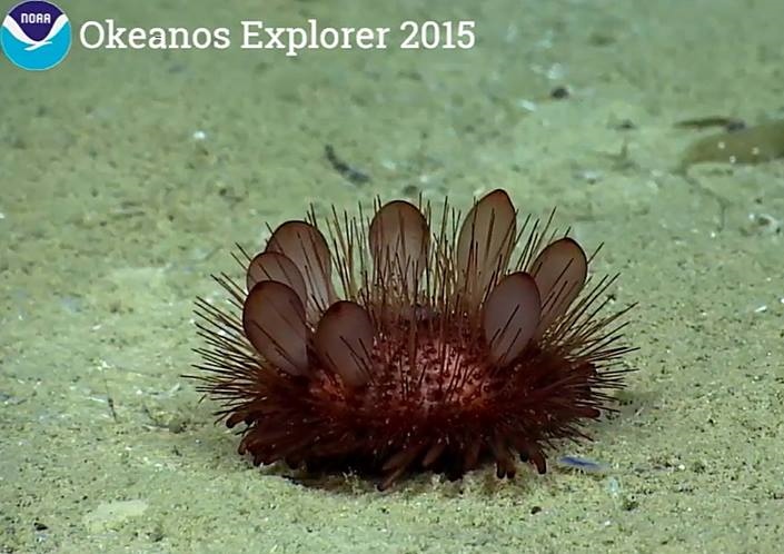 Представитель Отряда Echinothurioida
